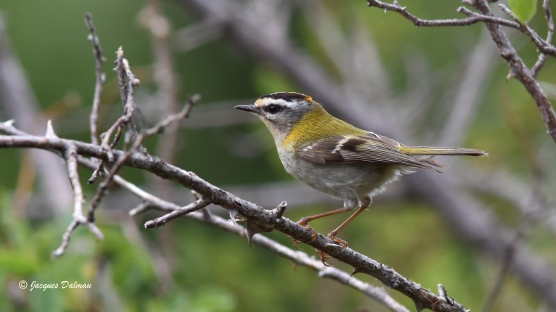 Roitelet triple bandeau__.jpg